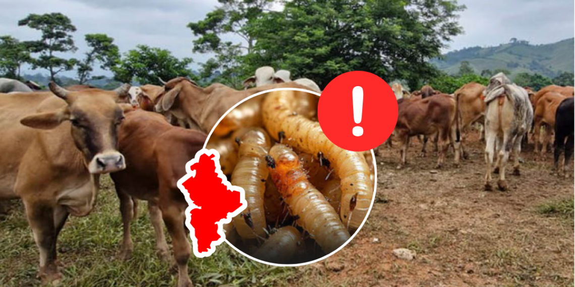 Gusano Barrenador - Salud Regia