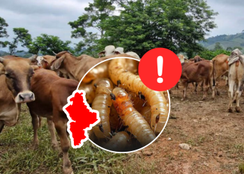 Gusano Barrenador - Salud Regia