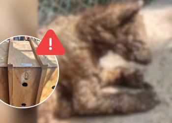 Osa Mina - Salud Regia