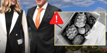 Salud Regia Tortugas En Peligro De ExtinciÓn Gobierno Estatal - Salud Regia Tortugas-gobierno-estatal-peligro-de-extinsiÓn - Salud Regia